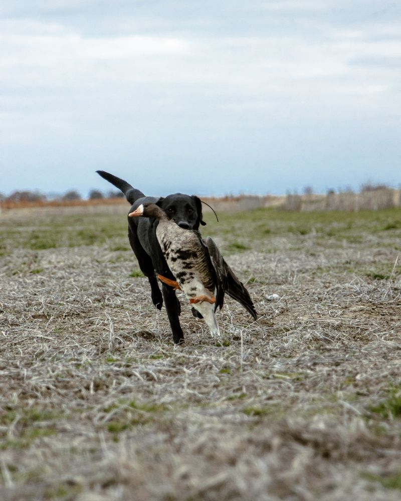 A black Lab runs back across the field with a goose
